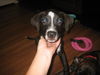 Winston the Puppy