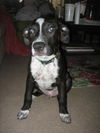 Winston the Puppy
