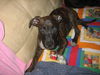 Bowser the Puppy