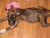 Bowser the Puppy