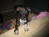 Bowser the Puppy