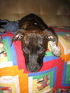 Bowser the Puppy
