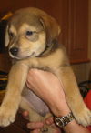 Ben Ten the Puppy