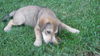 Ben Ten the Puppy