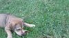 Ben Ten the Puppy