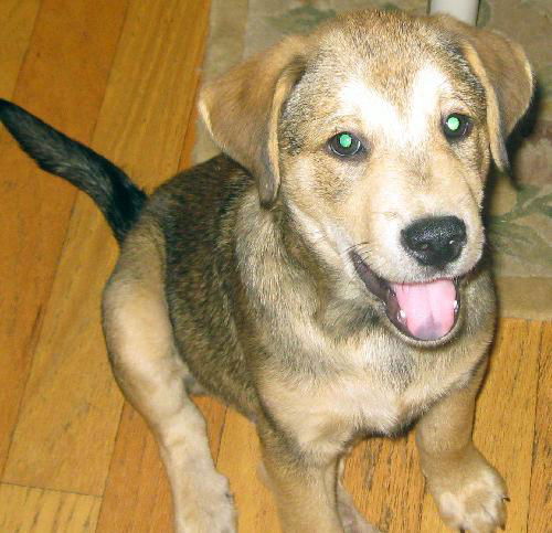 Ben Ten the Puppy