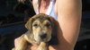 Lovey the Puppy