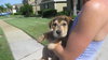 Lovey the Puppy