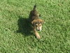Lovey the Puppy