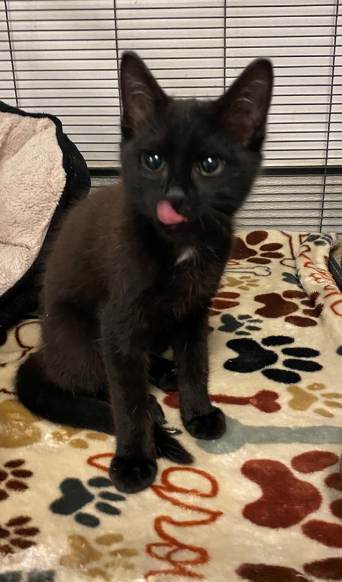 Boba
