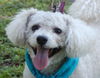 Pepe Le Peu the Poodle
