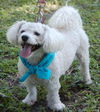 Pepe Le Peu the Poodle
