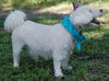 Pepe Le Peu the Poodle