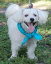 Pepe Le Peu the Poodle