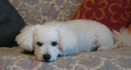 Pepe Le Peu the Poodle