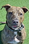 Sport the Trained & Loving Terrier (VIDEOS)
