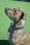 Sport the Trained & Loving Terrier (VIDEOS)