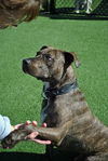 Sport the Trained & Loving Terrier (VIDEOS)