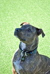 Sport the Trained & Loving Terrier (VIDEOS)