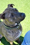 Sport the Trained & Loving Terrier (VIDEOS)