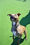 Sport the Trained & Loving Terrier (VIDEOS)