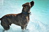 Sport the Trained & Loving Terrier (VIDEOS)