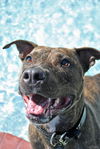 Sport the Trained & Loving Terrier (VIDEOS)