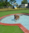 Sport the Trained & Loving Terrier (VIDEOS)