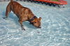 Sport the Trained & Loving Terrier (VIDEOS)
