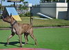 Sport the Trained & Loving Terrier (VIDEOS)