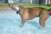 Sport the Trained & Loving Terrier (VIDEOS)