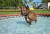 Sport the Trained & Loving Terrier (VIDEOS)