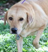 Sunshine (Daisy) the Yellow Lab