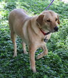 Sunshine (Daisy) the Yellow Lab