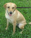Sunshine (Daisy) the Yellow Lab