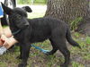 Boca Chica the Puppy