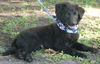 Boca Chica the Puppy