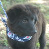 Boca Chica the Puppy