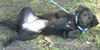 Boca Chica the Puppy