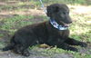 Boca Chica the Puppy