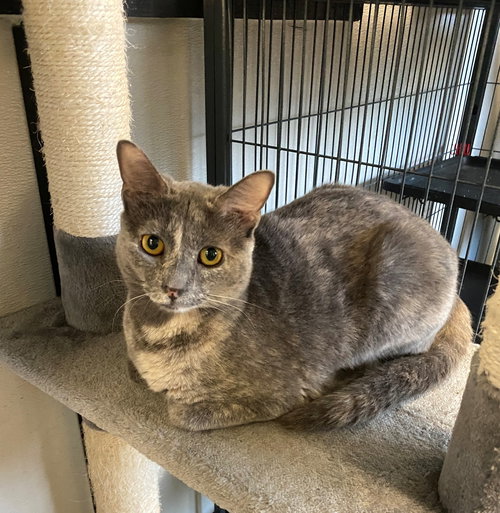 Cleo