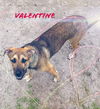 Valentine