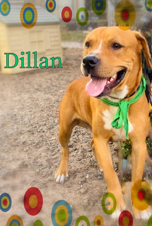 Dillan