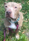 Annie The Absolute Angel