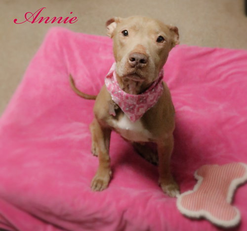 Annie The Absolute Angel