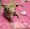 Annie The Absolute Angel