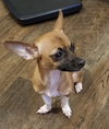 Pixie