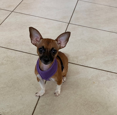 Pixie