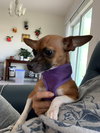Pixie