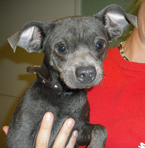 Schog the Chihuahua